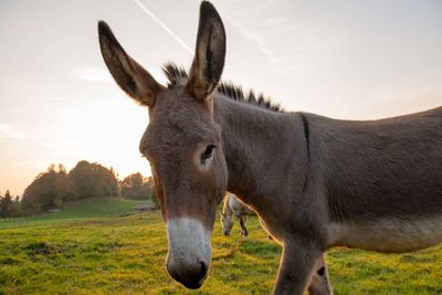 Horse standing in a field