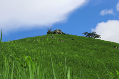 Scenic view of agricultural field against sky