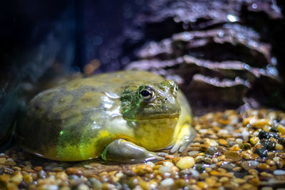 Close-up of turtle in sea