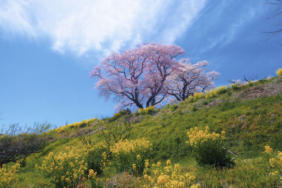 Cherry blossoms in spring against sky