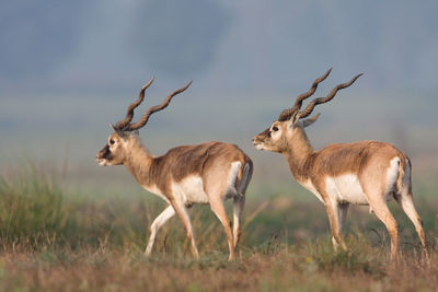 Deer standing in a field