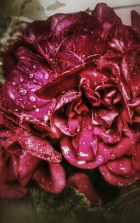 Close-up of red rose