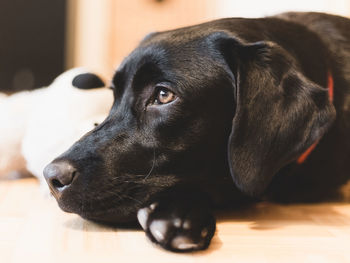 Close-up of dog looking away