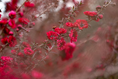 Close-up of red flowering plant