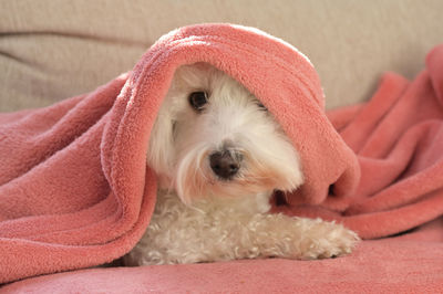 Close-up portrait of dog wearing hat