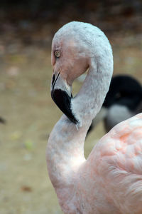 Close-up of flamingo