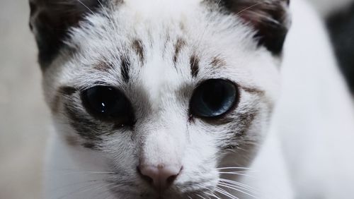 Close-up portrait of cat
