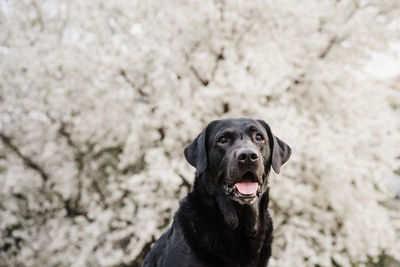 Close-up portrait of a dog