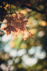 Close-up of dry maple leaves on tree