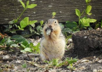 Close-up of a rabbit on field