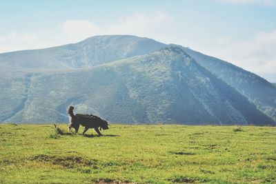 Horses standing on field against sky