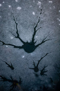 Close-up of silhouette tree at night