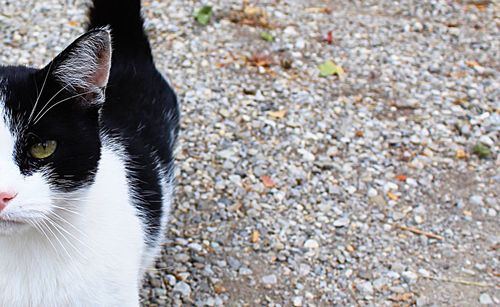 Portrait of black cat