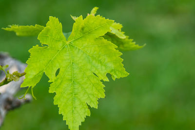 Close-up of green leaves