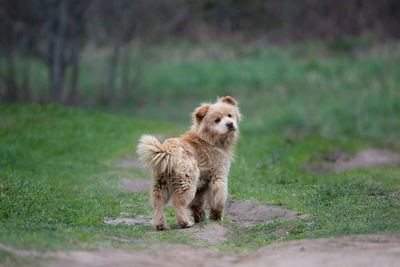 Portrait of a dog running on field