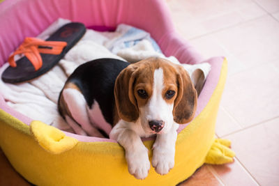 Portrait of puppy resting at home