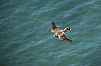 High angle view of bird flying over sea