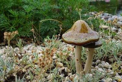 Close-up of mushroom on field