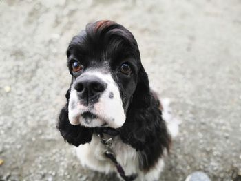 Portrait of black dog