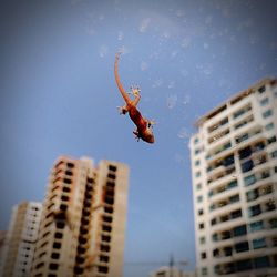 Low angle view of eagle flying against sky