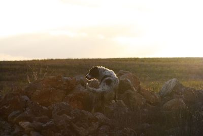 View of lizard on rock