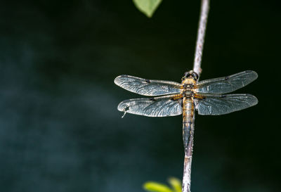 Close-up of dragonfly