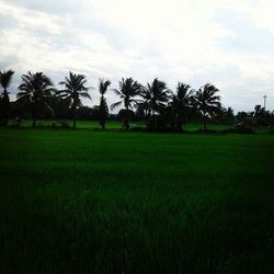 field