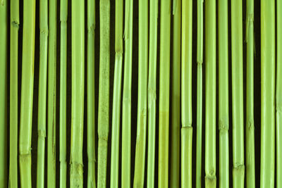 Full frame shot of bamboo plants