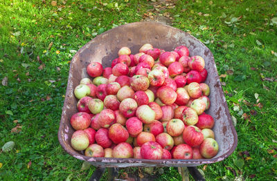 High angle view of apples in container on field