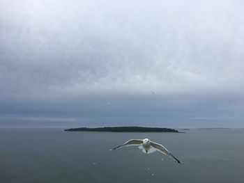 Swan flying over sea against sky