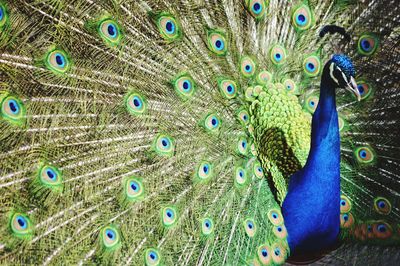 Close-up of peacock