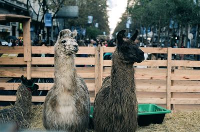 Close-up of llamas