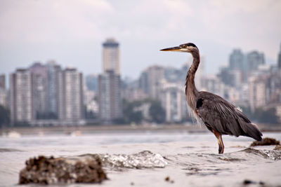 Bird perching on a city