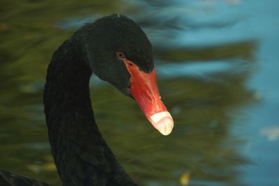 Close-up of swan swimming on lake