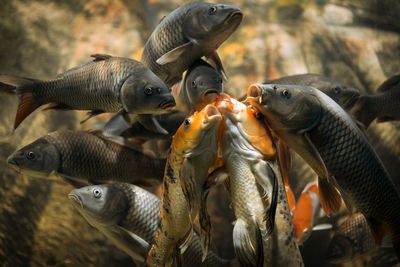 Close-up of fishes swimming in sea