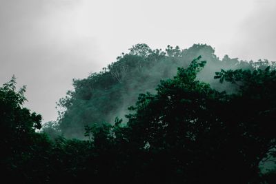 Low angle view of trees against sky