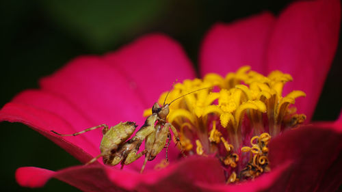 Close-up of insect on red flower