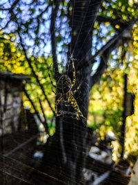 Close-up of spider on web