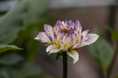 Close-up of purple flowering plant