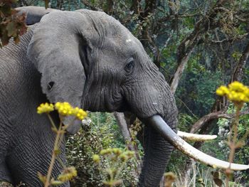 Elephant in a forest