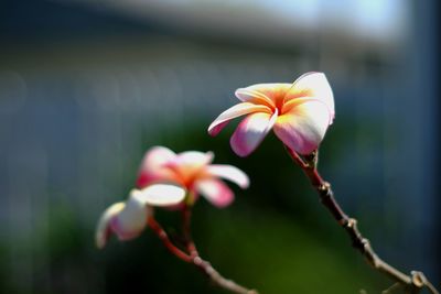 Close-up of flowers blooming outdoors