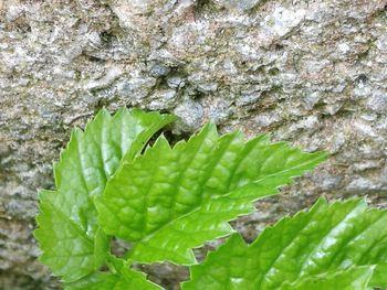 Close-up of insect on tree trunk