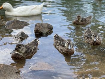 Ducks in a lake