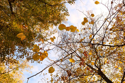 Low angle view of maple tree against sky