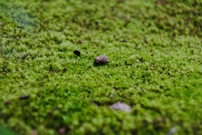 Full frame shot of a moss growing on field