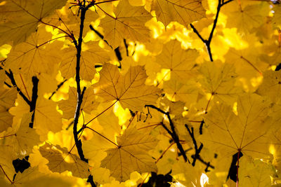Close-up of yellow leaves on plant during autumn