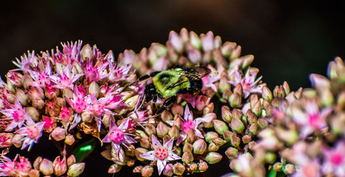 Close-up of butterfly pollinating on pink flower