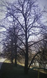 bare tree