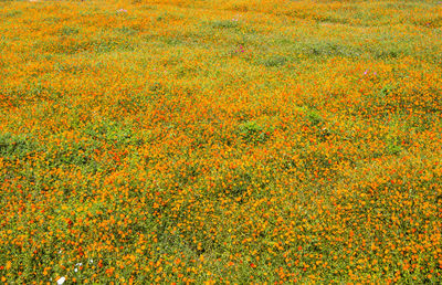 High angle view of yellow flowers on field