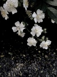 Close-up of white flowers blooming in park